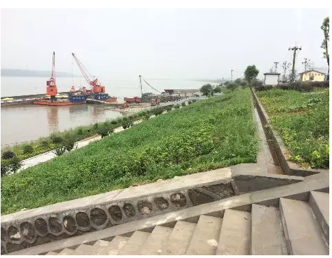 宜昌猇亭区长江复绿岸线